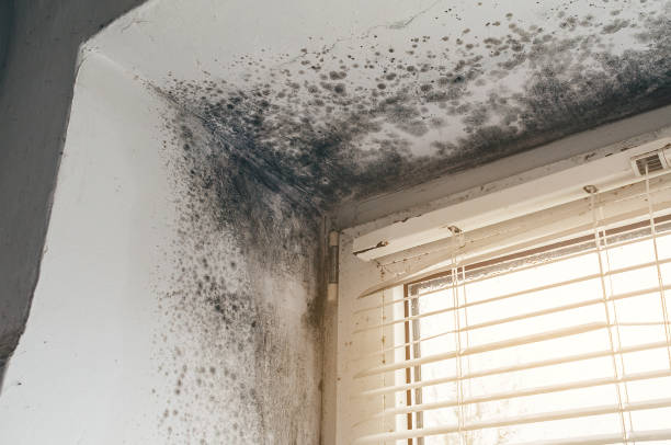 Affordable Mold Cleanup solutions in Roosevelt, NY